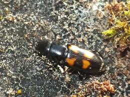 Attēlu rezultāti vaicājumam “Glischrochilus quadripunctatus imago”