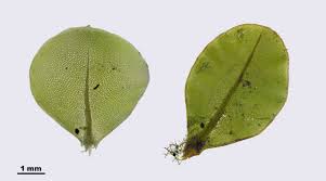 Attēlu rezultāti vaicājumam “Rhizomnium punctatum”