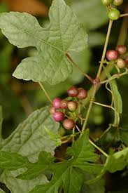 Attēlu rezultāti vaicājumam “Ampelopsis glandulosa var. brevipedunculata”