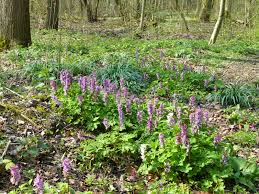 Attēlu rezultāti vaicājumam “Corydalis cava”