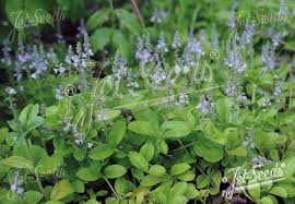Attēlu rezultāti vaicājumam “Veronica officinalis fruit”