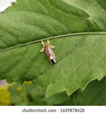 Attēlu rezultāti vaicājumam “Achlya flavicornis”