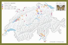 Attēlu rezultāti vaicājumam “Anticollix sparsata”