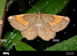 Attēlu rezultāti vaicājumam “Angerona prunaria”