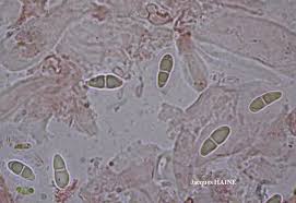 Attēlu rezultāti vaicājumam “Fellhanera subtilis”