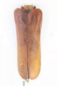 Attēlu rezultāti vaicājumam “Rhamnusium bicolor”