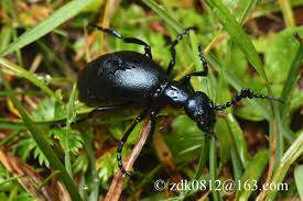 Attēlu rezultāti vaicājumam “Meloe sp. imago”