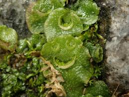 Attēlu rezultāti vaicājumam “Marchantiopsida”