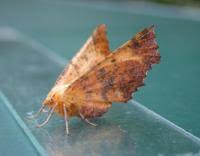 Attēlu rezultāti vaicājumam “Ennomos autumnaria”