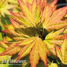 Image result for Acer palmatum `Orange Dream`