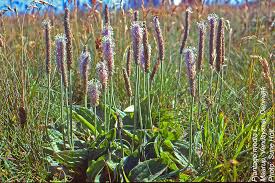 Attēlu rezultāti vaicājumam “Plantago media”