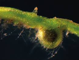 Attēlu rezultāti vaicājumam “Riccia canaliculata”