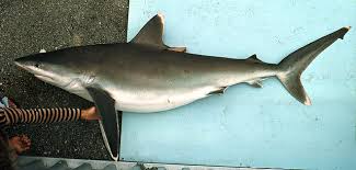 Image result for Carcharhinus albimarginatus