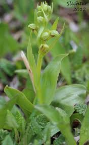 Attēlu rezultāti vaicājumam “Coeloglossum viride”