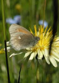 Attēlu rezultāti vaicājumam “Coenonympha tullia underside”