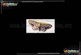 Attēlu rezultāti vaicājumam “Idaea dimidiata”