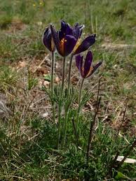 Attēlu rezultāti vaicājumam “Pulsatilla pratensis fruit”