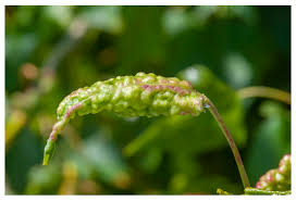 Attēlu rezultāti vaicājumam “Thecabius affinis”