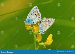 Attēlu rezultāti vaicājumam “Agrodiaetus amandus female”