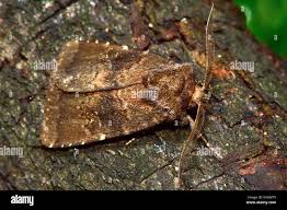 Attēlu rezultāti vaicājumam “Rusina ferruginea female”