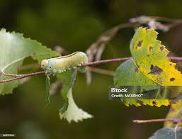 Attēlu rezultāti vaicājumam “Cimbex femoratus larva”