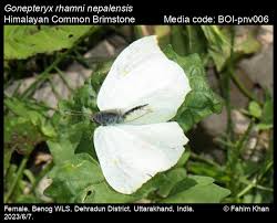 Attēlu rezultāti vaicājumam “Gonepteryx rhamni female”