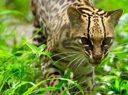 Image result for оцелот