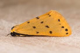 Attēlu rezultāti vaicājumam “Setina irrorella”