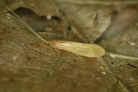 Attēlu rezultāti vaicājumam “Oecetis ochracea”