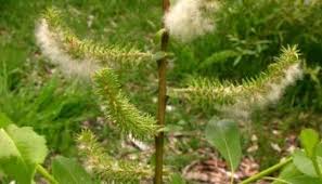 Attēlu rezultāti vaicājumam “Salix triandra fruit”