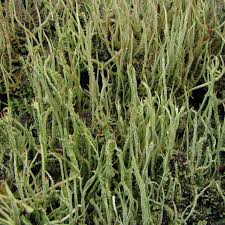 Attēlu rezultāti vaicājumam “Cladonia cornuta”