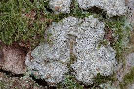 Attēlu rezultāti vaicājumam “Parmeliella triptophylla”