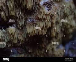 Attēlu rezultāti vaicājumam “Mycoacia fuscoatra”