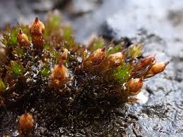 Attēlu rezultāti vaicājumam “Orthotrichum cupulatum var. riparium”