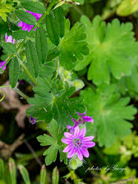 Attēlu rezultāti vaicājumam “Geranium molle”