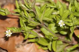 Attēlu rezultāti vaicājumam “Moehringia trinervia”