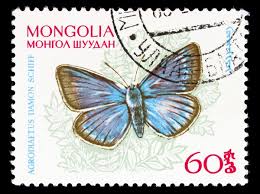 Attēlu rezultāti vaicājumam “Agrodiaetus damon underside”