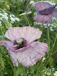 Attēlu rezultāti vaicājumam “Papaver rhoeas flower”
