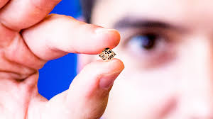 Attēlu rezultāti vaicājumam “Conardia compacta macro”