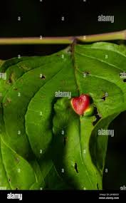 Attēlu rezultāti vaicājumam “Pontania proxima”