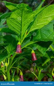 Attēlu rezultāti vaicājumam “Scopolia carniolica flower”