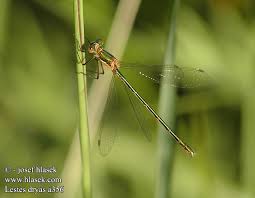 Attēlu rezultāti vaicājumam “Lestes dryas female”