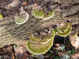 Attēlu rezultāti vaicājumam “Trametes suaveolens”