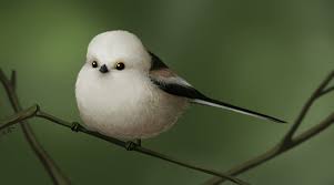 Attēlu rezultāti vaicājumam “Aegithalos caudatus”