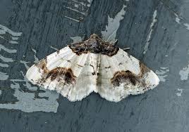 Attēlu rezultāti vaicājumam “Ligdia adustata”