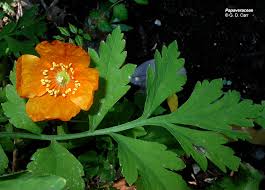 Attēlu rezultāti vaicājumam “Papaveraceae”