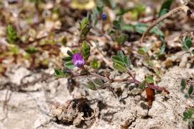 Attēlu rezultāti vaicājumam “Vicia lathyroides leaf”