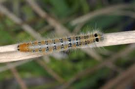 Attēlu rezultāti vaicājumam “Lasiocampa quercus larva”