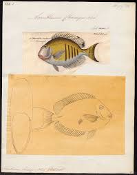 Image result for Acanthurus chirurgus