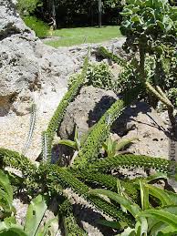 Attēlu rezultāti vaicājumam “Arenaria procera”